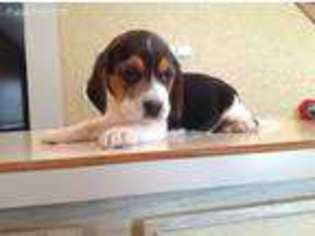 Beagle Puppy for sale in Berne, IN, USA