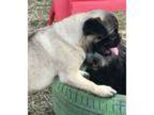 Pug Puppy for sale in Ardmore, OK, USA