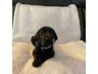 Great Dane Puppy for sale in Bainbridge, OH, USA