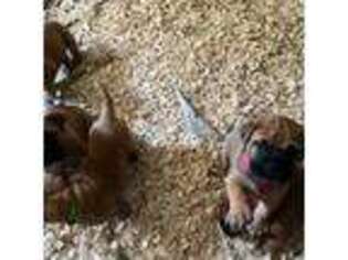 Bullmastiff Puppy for sale in Dallas, TX, USA