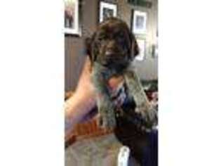 German Shorthaired Pointer Puppy for sale in Delevan, NY, USA