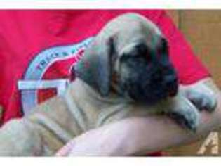 Mastiff Puppy for sale in BROKEN BOW, OK, USA
