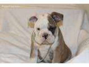 Olde English Bulldogge Puppy for sale in Boise, ID, USA
