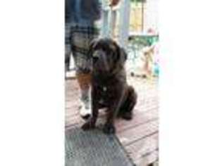 Cane Corso Puppy for sale in FARMDALE, OH, USA
