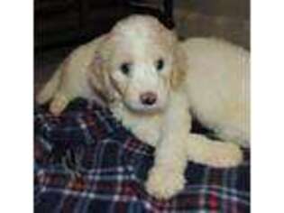 Labradoodle Puppy for sale in Norton, MA, USA