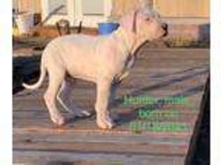 Dogo Argentino Puppy for sale in Cheney, WA, USA