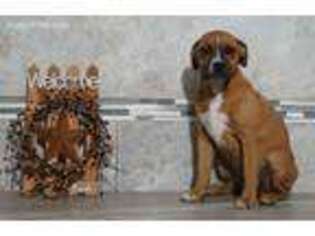 Beabull Puppy for sale in Nappanee, IN, USA