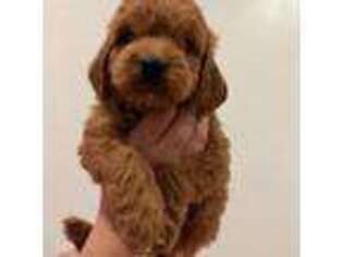 Goldendoodle Puppy for sale in Wittmann, AZ, USA