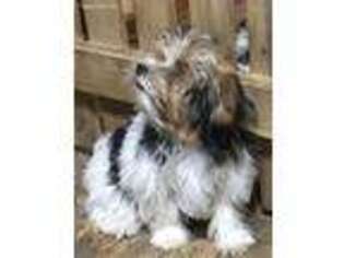 Yorkshire Terrier Puppy for sale in Admire, KS, USA