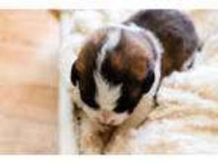 Saint Bernard Puppy for sale in Olympia, WA, USA