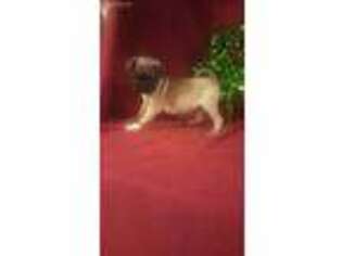 Pug Puppy for sale in Blanchester, OH, USA