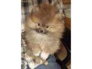 Pomeranian Puppy for sale in Pearl River, LA, USA