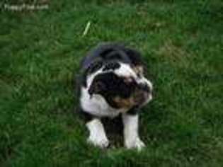 Olde English Bulldogge Puppy for sale in Quarryville, PA, USA