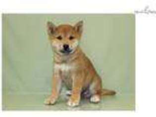 Shiba Inu Puppy for sale in Cleveland, OH, USA