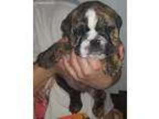 Bulldog Puppy for sale in Crestline, OH, USA