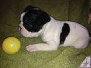 French Bulldog Puppy for sale in VIRGINIA, MN, USA