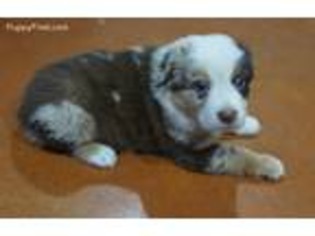 Australian Shepherd Puppy for sale in Frankston, TX, USA
