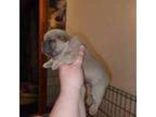 French Bulldog Puppy for sale in Meriden, IA, USA