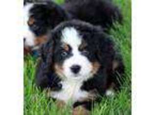 Bernese Mountain Dog Puppy for sale in Toluca, IL, USA