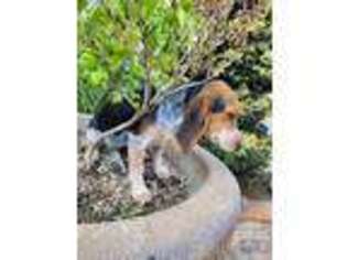Beagle Puppy for sale in Lynwood, CA, USA