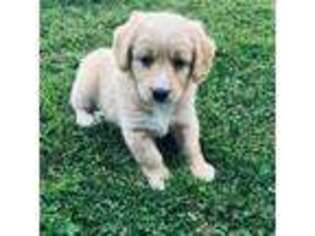 Goldendoodle Puppy for sale in Shanksville, PA, USA
