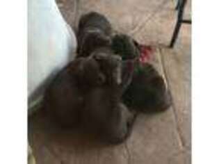 Labrador Retriever Puppy for sale in Mendenhall, MS, USA