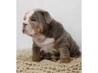 Bulldog Puppy for sale in Yankton, SD, USA
