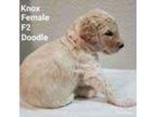 Labradoodle Puppy for sale in Placerville, CA, USA