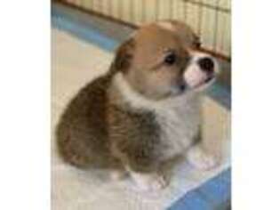 Pembroke Welsh Corgi Puppy for sale in Tomball, TX, USA