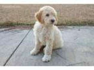 Goldendoodle Puppy for sale in Stella, NC, USA