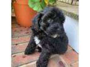 Mutt Puppy for sale in Princeton, NC, USA