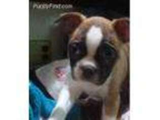 Boston Terrier Puppy for sale in Stockton, NJ, USA