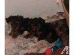 Yorkshire Terrier Puppy for sale in PORT CHARLOTTE, FL, USA