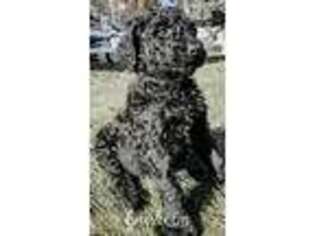Goldendoodle Puppy for sale in Deary, ID, USA