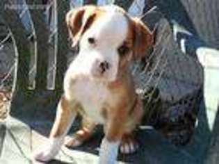American Bulldog Puppy for sale in Salem, MO, USA