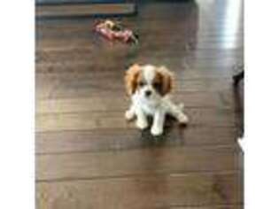 Cavalier King Charles Spaniel Puppy for sale in Concord, NC, USA