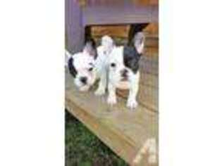 French Bulldog Puppy for sale in OREGON, IL, USA
