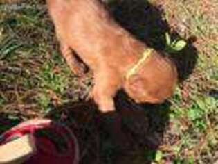 Irish Setter Puppy for sale in Diboll, TX, USA