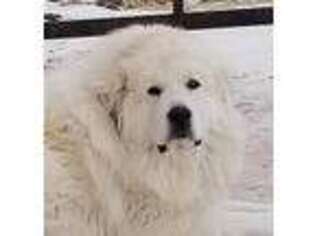 Great Pyrenees Puppy for sale in Turtle Lake, ND, USA
