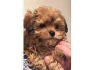 Russian Tsvetnaya Bolonka Puppy for sale in New Milford, CT, USA