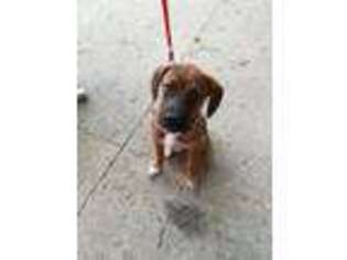 Mutt Puppy for sale in NEW LEXINGTON, OH, USA