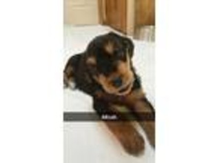 Airedale Terrier Puppy for sale in Lagrange, IN, USA