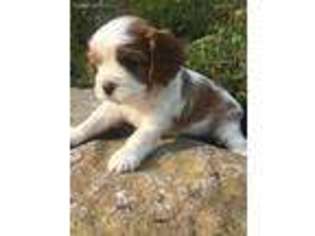 Cavalier King Charles Spaniel Puppy for sale in Cincinnati, OH, USA