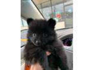 Pomeranian Puppy for sale in Columbia, SC, USA