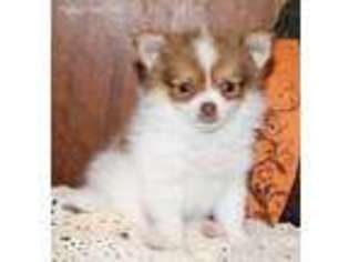 Pomeranian Puppy for sale in Caulfield, MO, USA