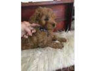 Goldendoodle Puppy for sale in Kaysville, UT, USA
