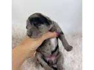 Mutt Puppy for sale in Sedona, AZ, USA
