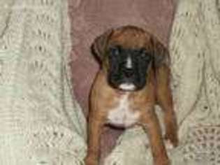Boxer Puppy for sale in Moatsville, WV, USA