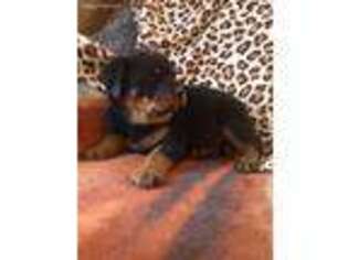 Rottweiler Puppy for sale in Hellertown, PA, USA