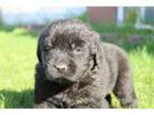 Newfoundland Puppy for sale in Clearfield, UT, USA